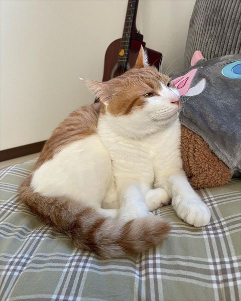 ほほえんでる猫ちゃん