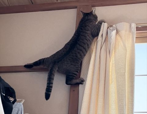 前回保護猫