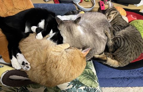 寝てる猫4匹