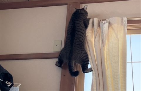 カーテンレールつかまる猫