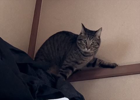 上の方からカメラ目線猫