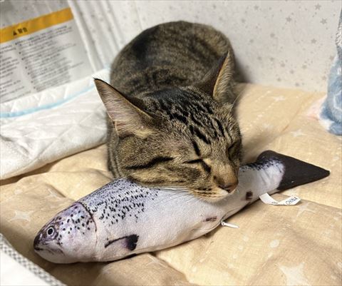 魚のおもちゃ枕にする猫