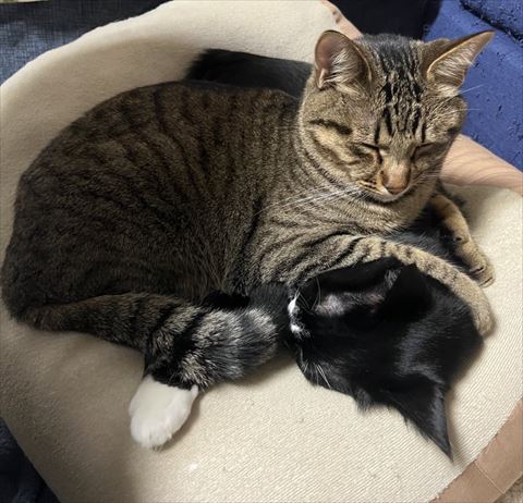 白黒猫の上にキジトラ猫