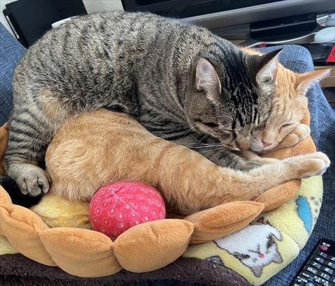 茶トラ猫にだきつくキジトラ