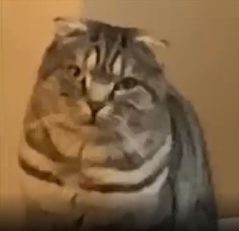 カメラ目線猫アップ