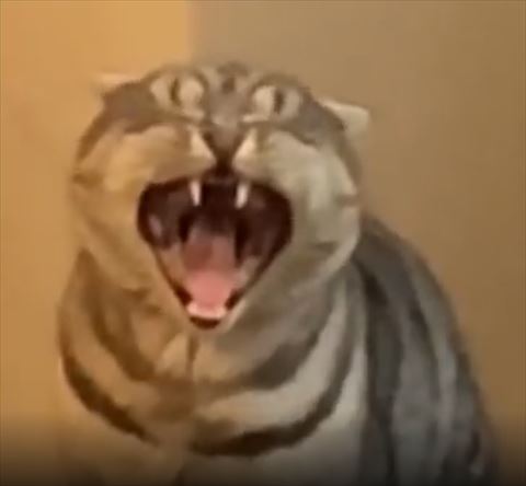 あくび猫目の上に目の模様