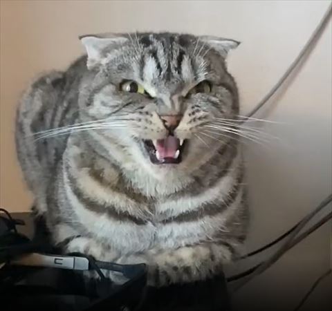 香箱座で笑う猫