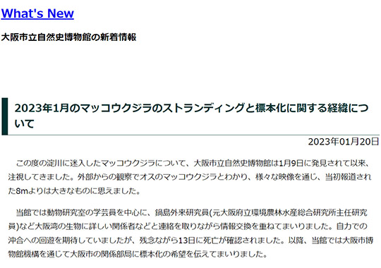 大阪湾　マッコウクジラ　淀ちゃん　海洋投棄　標本化　なぜ