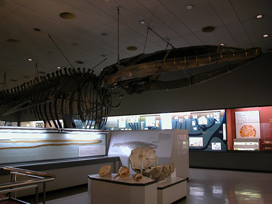 大阪湾　マッコウクジラ　淀ちゃん　海洋投棄　標本化　なぜ