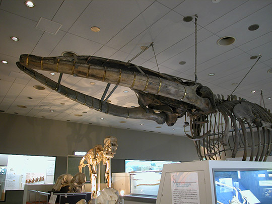 大阪湾　マッコウクジラ　淀ちゃん　海洋投棄　標本化　なぜ