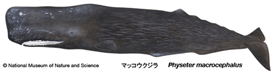 大阪湾　マッコウクジラ　淀ちゃん　海洋投棄　標本化　なぜ