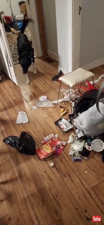 ちらかった部屋と犬