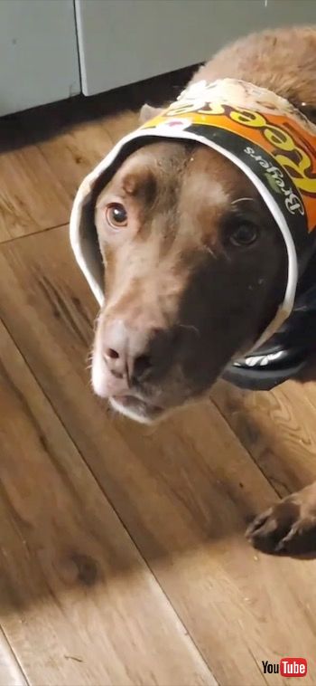 容器にハマったワンコ