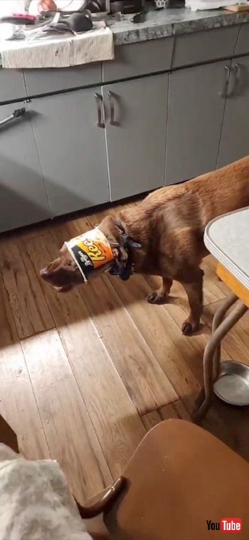 容器がハマったワンコ