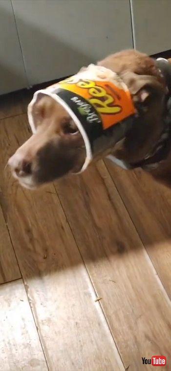 しょんぼりワンコ