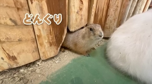 飼育員なら当てて当然の帰れま10