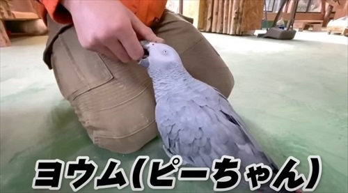 飼育員なら当てて当然の帰れま10