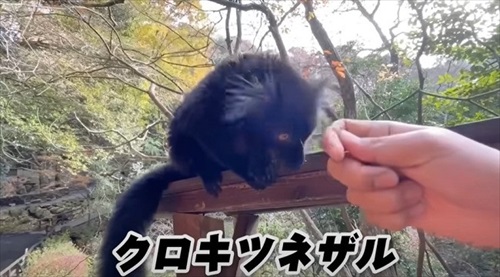 飼育員なら当てて当然の帰れま10
