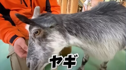 飼育員なら当てて当然の帰れま10