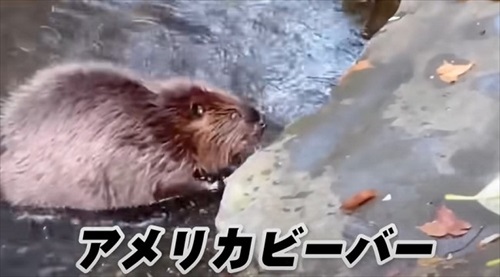 飼育員なら当てて当然の帰れま10