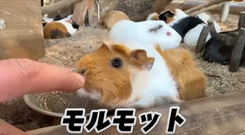 飼育員なら当てて当然の帰れま10
