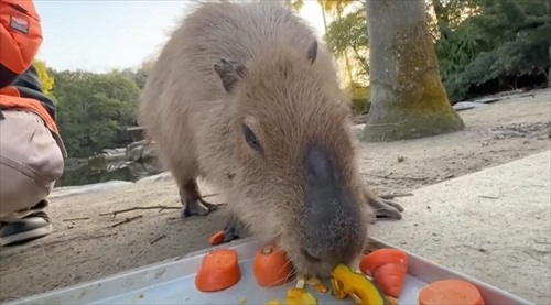 飼育員なら当てて当然の帰れま10