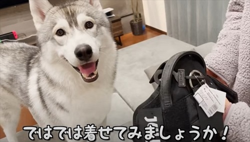 ハーネスをぬいぐるみに取られたハスキー