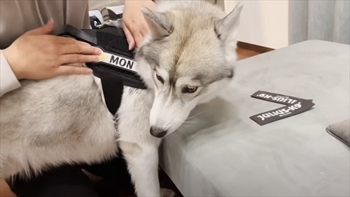 ハーネスをぬいぐるみに取られたハスキー