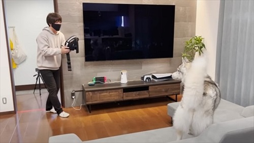 ハーネスをぬいぐるみに取られたハスキー