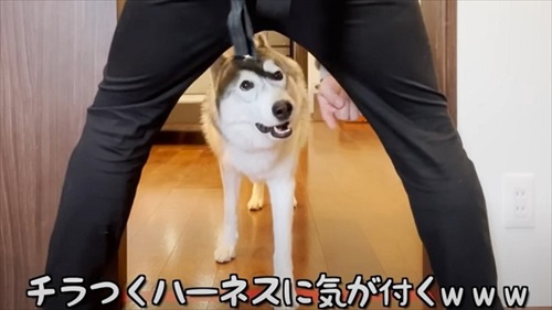 ハーネスをぬいぐるみに取られたハスキー