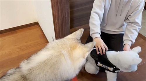 ハーネスをぬいぐるみに取られたハスキー