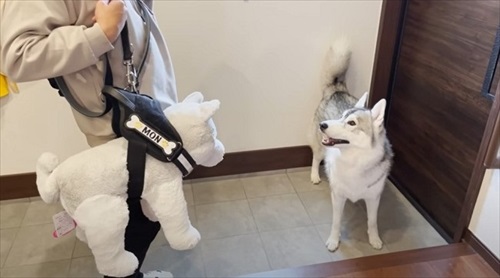 ハーネスをぬいぐるみに取られたハスキー