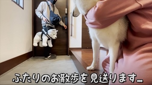 ハーネスをぬいぐるみに取られたハスキー