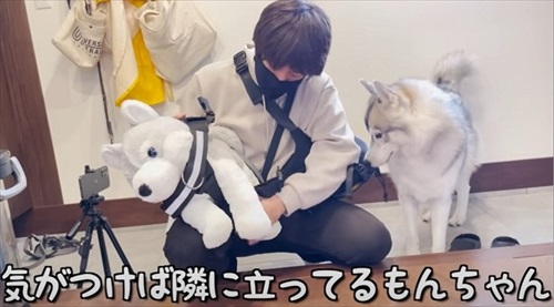 ハーネスをぬいぐるみに取られたハスキー