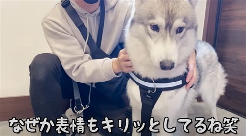 ハーネスをぬいぐるみに取られたハスキー