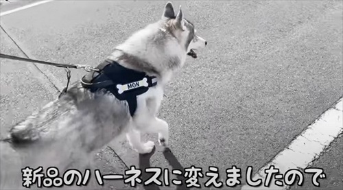 ハーネスをぬいぐるみに取られたハスキー