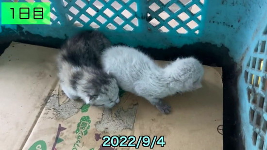子猫ビフォアフ