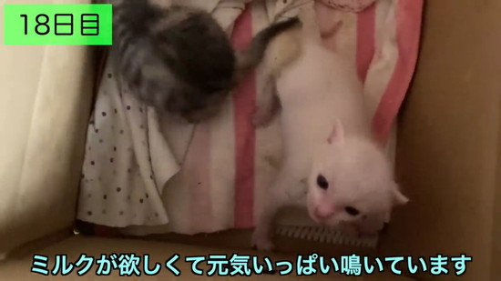 生後3日の子猫を保護して100日の記録