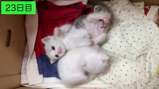 生後3日の子猫を保護して100日の記録