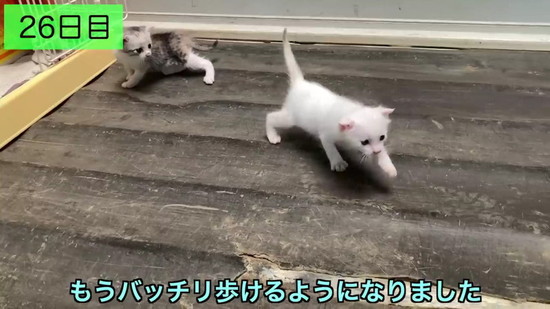 生後3日の子猫を保護して100日の記録