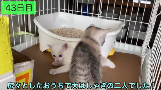 生後3日の子猫を保護して100日の記録