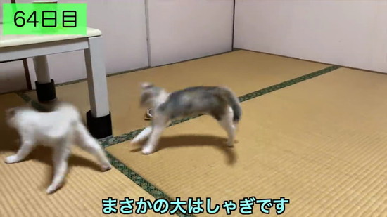 生後3日の子猫を保護して100日の記録