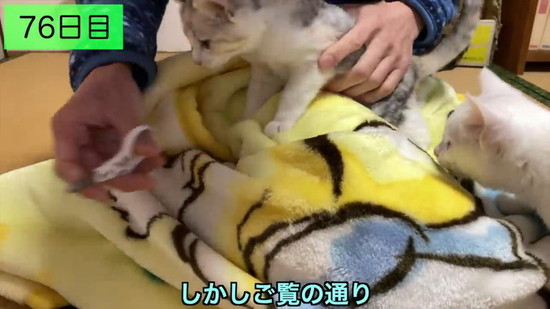 生後3日の子猫を保護して100日の記録