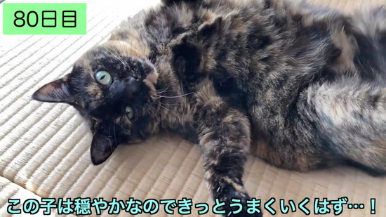 生後3日の子猫を保護して100日の記録