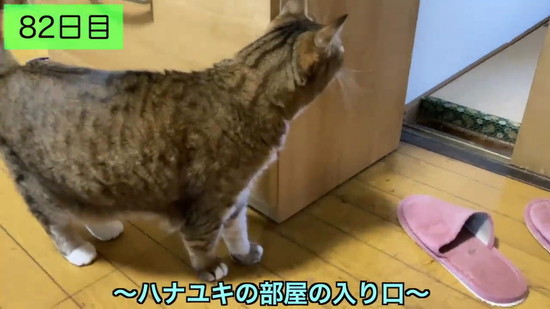 生後3日の子猫を保護して100日の記録