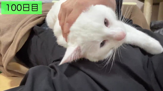生後3日の子猫を保護して100日の記録