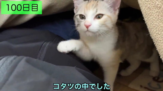 生後3日の子猫を保護して100日の記録
