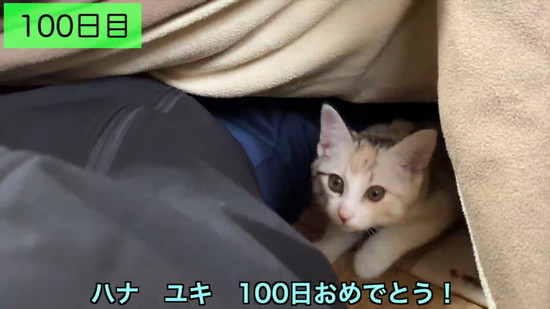 生後3日の子猫を保護して100日の記録