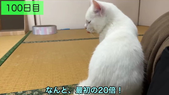 生後3日の子猫を保護して100日の記録