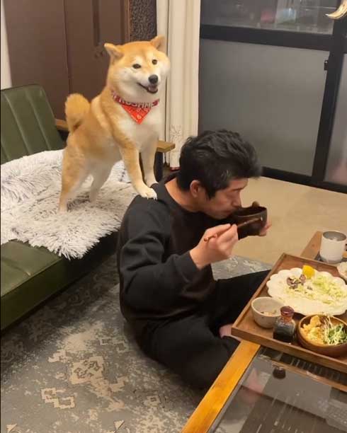 お父さんと柴犬